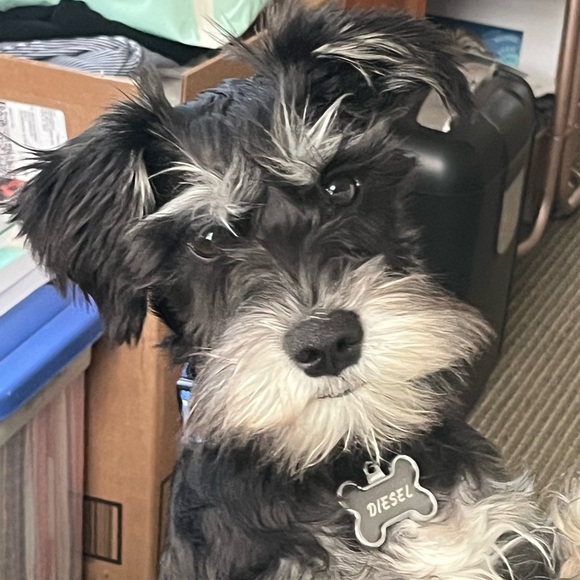 Meet your Posher, Maria - Picture 4 of 10